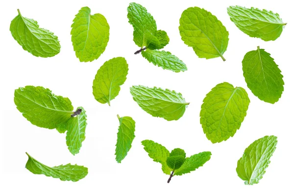 Fresh Raw Mint Leaves Isolated White Background — Stock Photo, Image