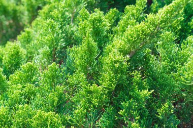 yeşil yapraklar beyaz üzerinde izole 