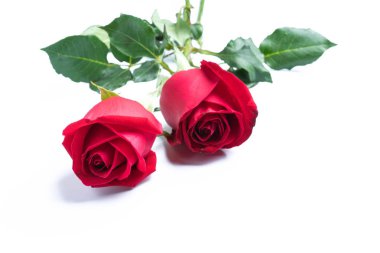 Beyaz arkaplanda kırmızı güller