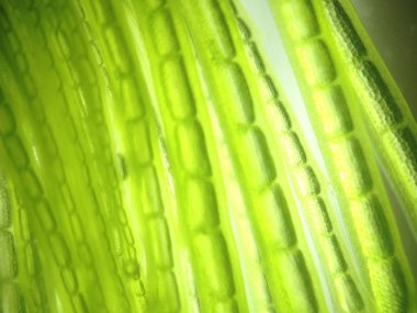 Yakınlaştırma mikroorganizma yosun hücre