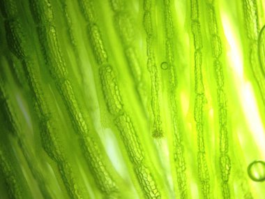 Yakınlaştırma mikroorganizma yosun hücre