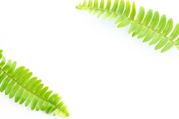 Groene bladeren van varens geïsoleerd op wit — Stockfoto