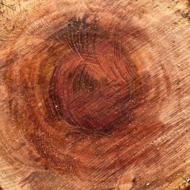 ağaç kütüğünün dokusu