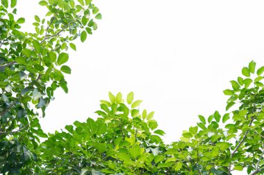 yeşil yapraklar beyaz üzerinde izole