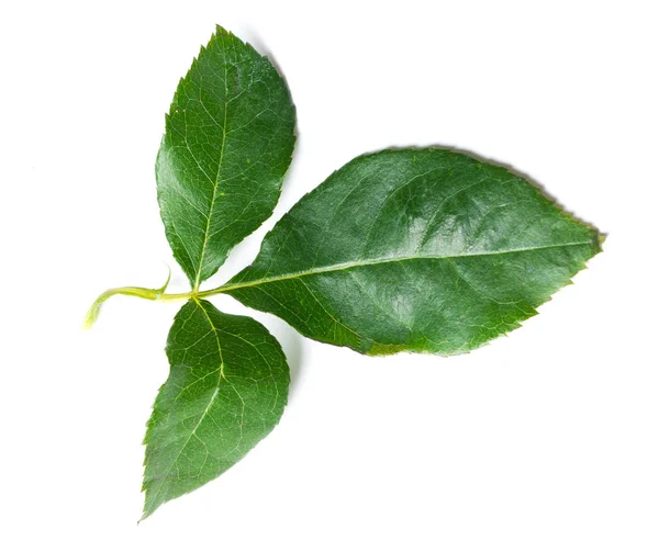 Green rose leaf isolated on white — Stock Photo, Image