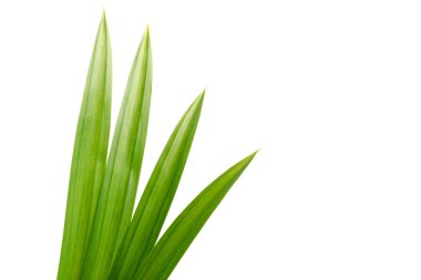 taze yeşil pandan screwpine izole bırakır