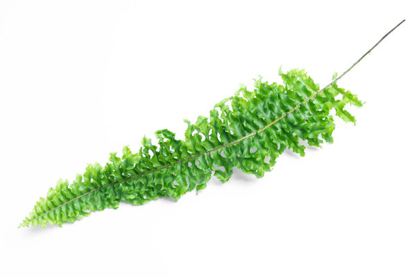 green leaves of fern isolated on white background