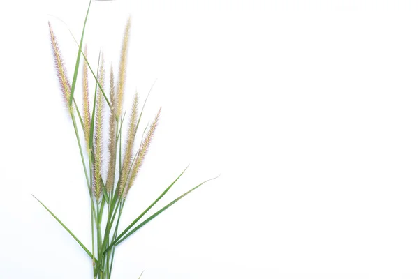 Beautyfull Flor Grama Fundo Branco — Fotografia de Stock