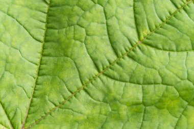 yaprak yeşil arka plan görünümünü kapat