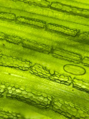 Güzel zoom Mikro organizma yosun hücre