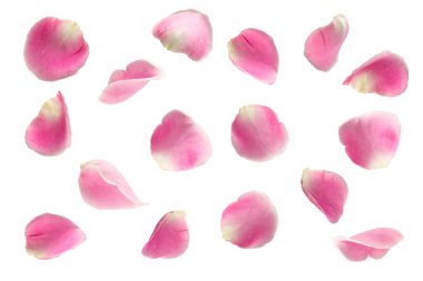 pink rose fly on white background