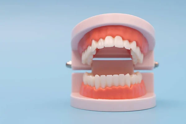 Model zębów i narzędzie dentystyczne na niebiesko — Zdjęcie stockowe