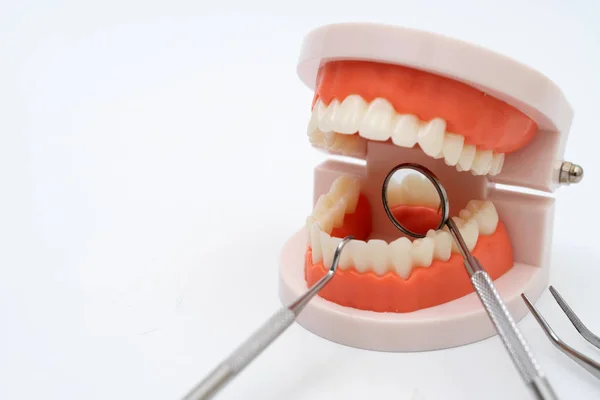 Model zębów i narzędzie dentystyczne na białym — Zdjęcie stockowe