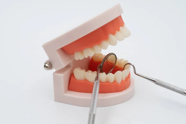 Modelo de dientes y herramienta dentista en blanco — Foto de Stock