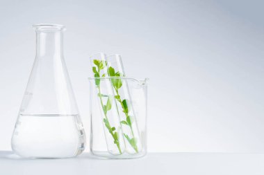 Bitkisel tıp doğal organik ve bilimsel cam araştırması.