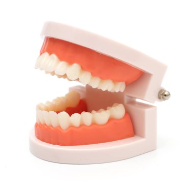 Beyaz arkaplanda diş modeli ve dişçi aracı