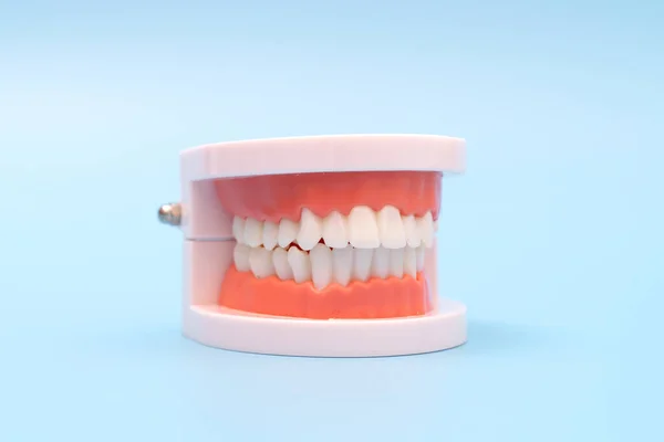 Model Zębów Narzędzie Dentystyczne Niebieskim Tle — Zdjęcie stockowe