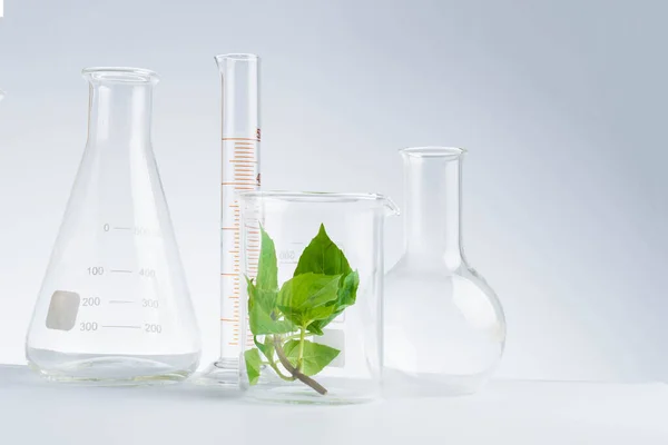 Pflanzliche Medizin Natürliche Organische Und Wissenschaftliche Glasforschung — Stockfoto