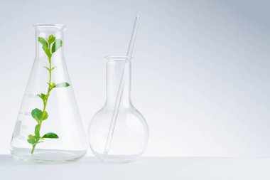 Bitkisel tıp doğal organik ve bilimsel cam araştırması.