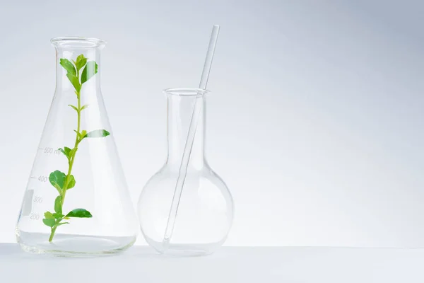 Herbal Medicine Natural Organic Scientific Glassware Research — Stock Photo, Image