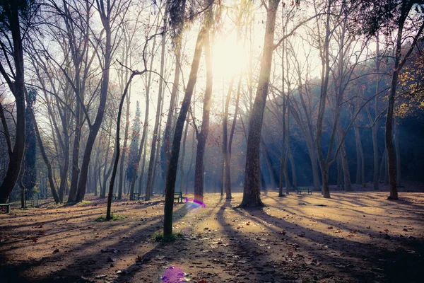 Árvores, raios de sol e sombras — Fotografia de Stock