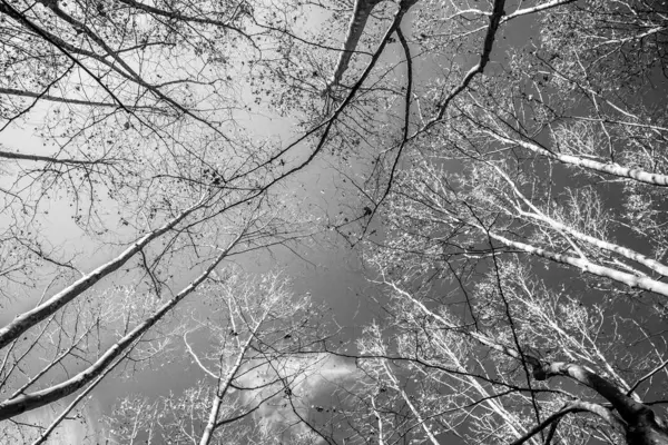 Winterbomen ondersteboven — Stockfoto