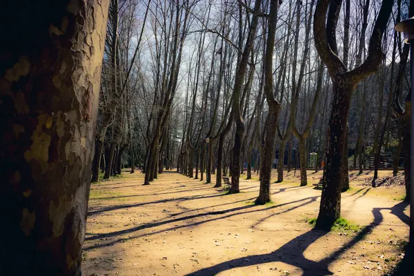 As sombras das árvores no parque — Fotografia de Stock