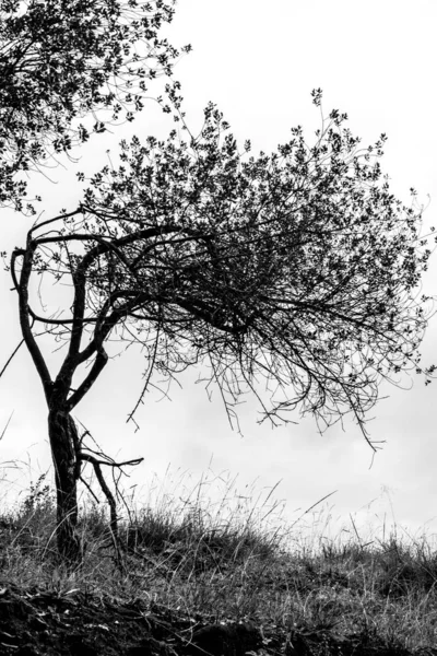 Det böjda lilla trädet — Stockfoto