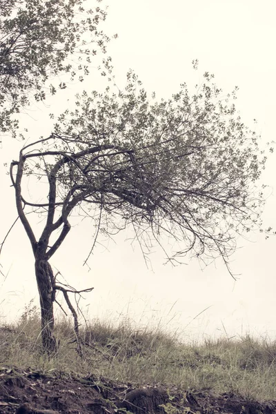 El pequeño árbol doblado —  Fotos de Stock