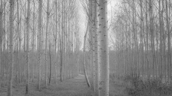 De ongelijke boom die opvalt — Stockfoto