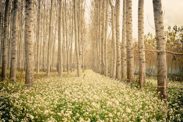 O caminho coberto de flores — Fotografia de Stock