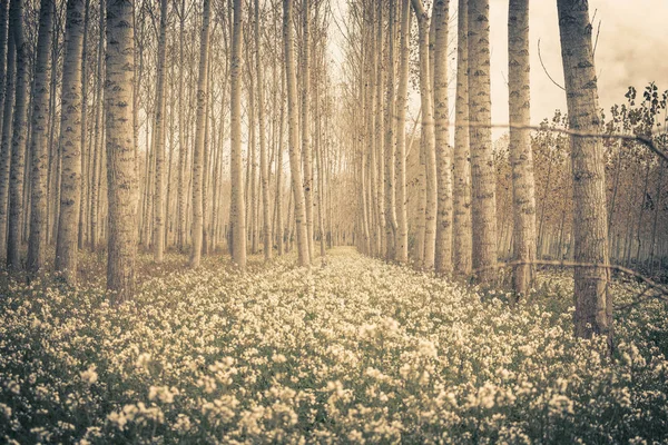 Flores que florecen en invierno —  Fotos de Stock