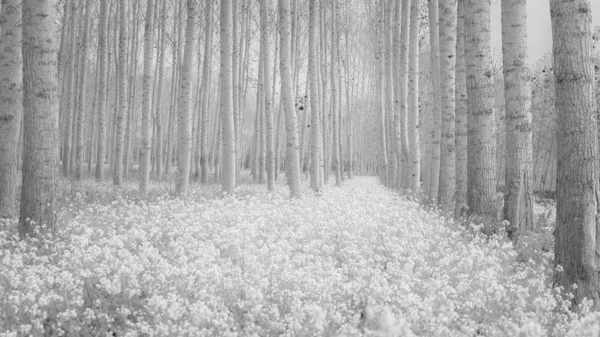 Pad bedekt met witte wilde bloemen — Stockfoto