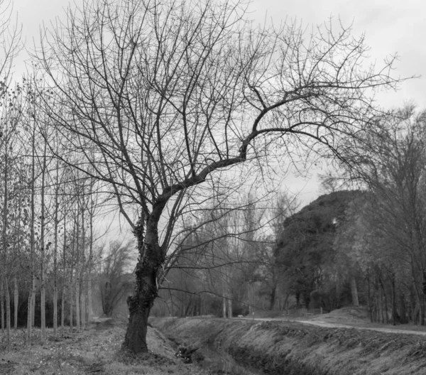 Het silhouet van de winterboom — Stockfoto