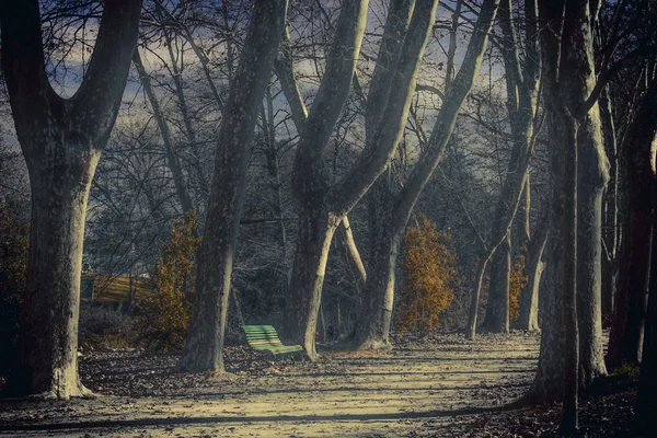 De bank naast de bomen — Stockfoto