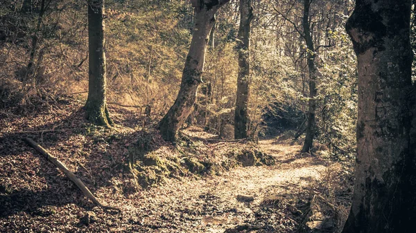 Sendero de árboles viejos en una mañana de invierno —  Fotos de Stock