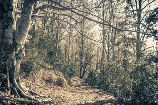 A velha grande árvore branca no caminho — Fotografia de Stock