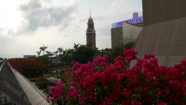 Torre do relógio histórico em Hong Kong Tsim Sha Tsui com flores como fundo 4k — Vídeo de Stock