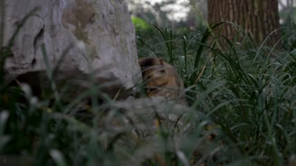 Macska eszik valamit a magas fűben a parkban — Stock videók