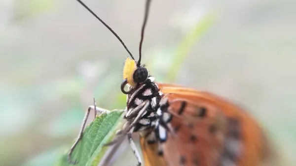 Kelebek göz — Stok fotoğraf