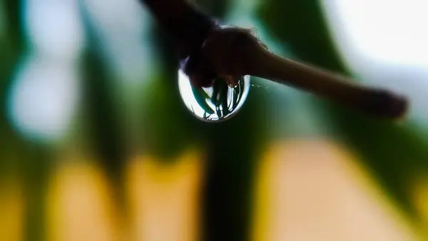 Dew drop — Stockfoto