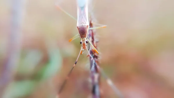 Insect head — Stock Photo, Image