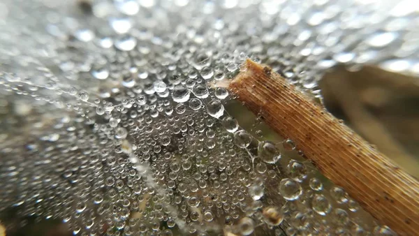 Gota de orvalho na teia de aranha — Fotografia de Stock