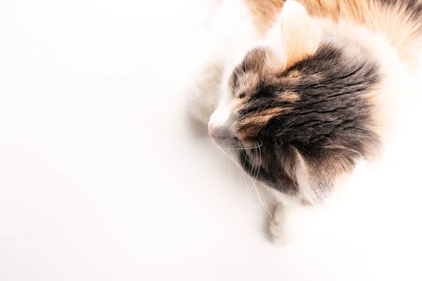 White, ginger, gray cat lying on white table. Cat with brown eyes on white background. Pet top view image with copy space. Photo for web, social media — Stock Photo, Image