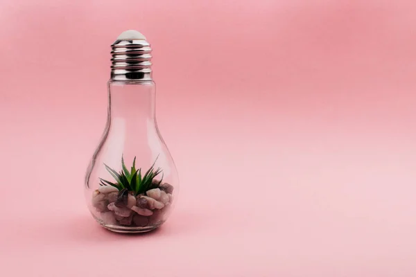 Aloe planta e rochas em vidro lâmpada decoração criativa em fundo rosa pastel com espaço de cópia. Terrário interior. Modelo de estilo mínimo para web, mídia social, publicidade. Foto stock . — Fotografia de Stock
