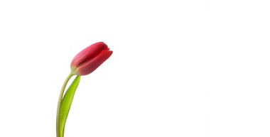 Yakın plan kırmızı lale beyaz arka planda izole edildi. Fotokopi alanı olan bahar çiçeği tasarımı. Kadınlar günü, sevgililer günü kutlaması. Sosyal medya için banner şablonu, tebrik kartı. Stok fotoğrafı.