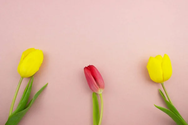 Beautiful yellow and red tulips flat lay on colorful pink background. Romantic spring floral layout Top view with copy space. Womans day, valentines day, mothers day celebration. Stock photo.
