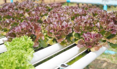 hydroponic sebze çiftliği.