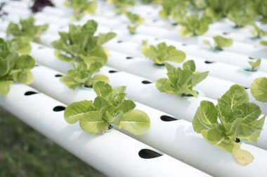 hydroponic sebze çiftliği.