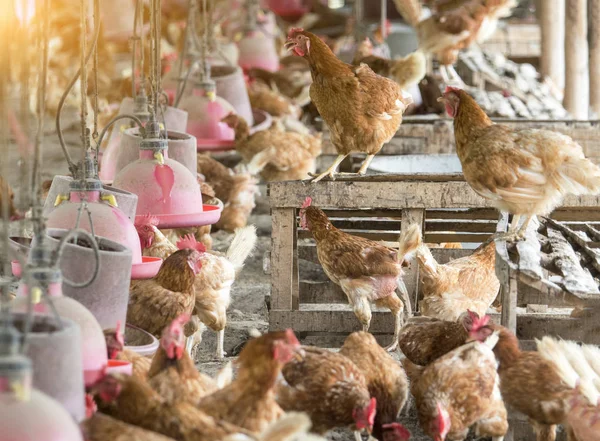 Kip, kippeneieren in boerderij. — Stockfoto